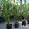 Phoenix Canariensis - Daktyloweic Kanaryjski 140-180cm